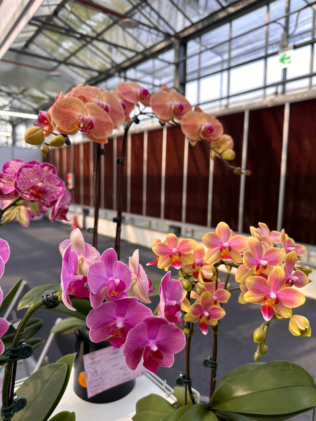 【2023 TIOS臺灣國際蘭展 Taiwan International Orchid Show】正展出中!我們也在此展出自家生產台灣製造的【水簾片】